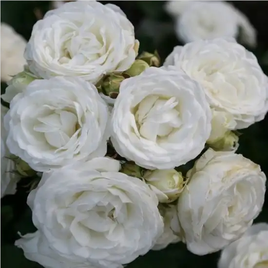 Rosa Schneeküsschen ® - alb - trandafiri miniatur - pitici